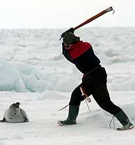Matanza de millones de focas